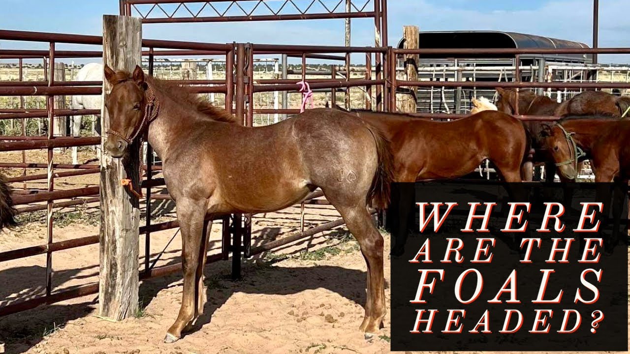 GETTING FOALS READY TO TRAVEL #jheart #2023foals #quarterhorses