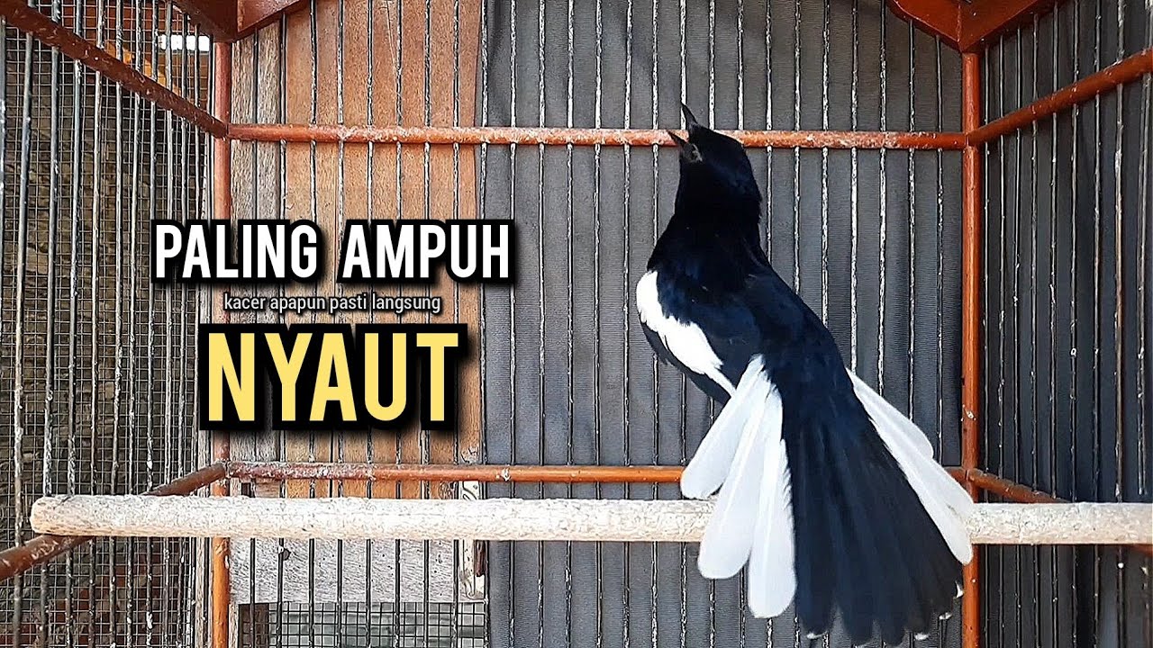 kacer gacor NGEPLONG tarung ini paling ampuh buat PANCINGAN KACER agar EMOSI NYAUT