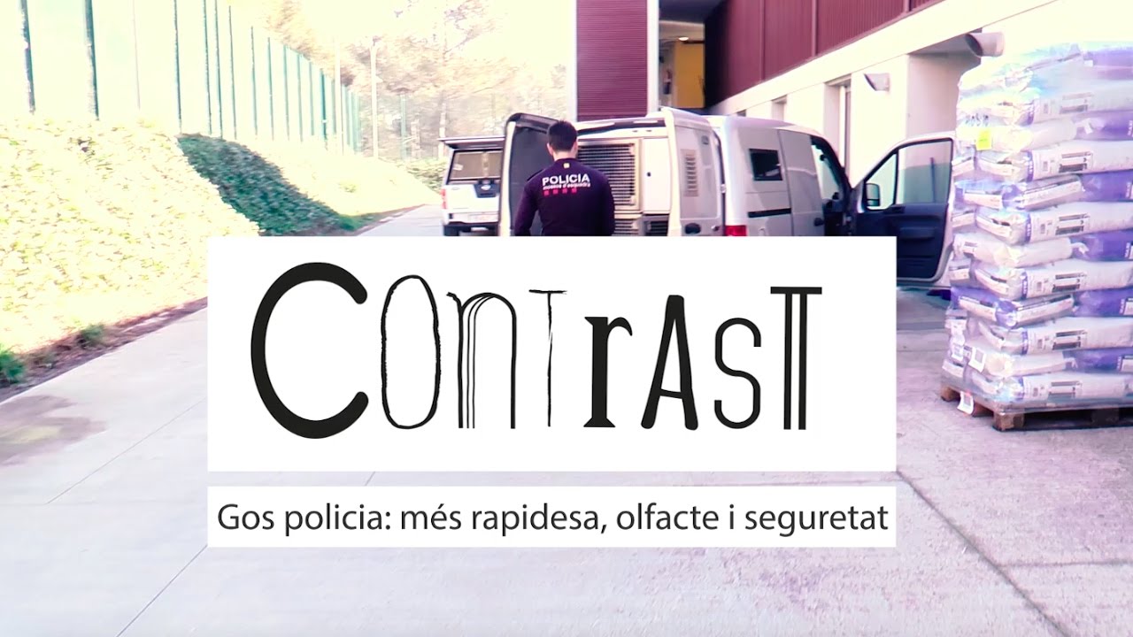 COM ÉS I COM TREBALLA UN GOS POLICIA DELS MOSSOS?