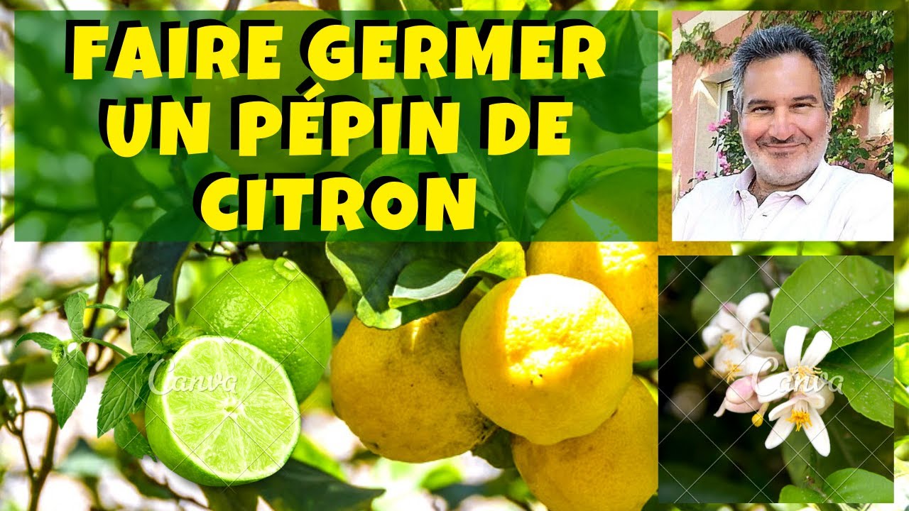Comment faire pousser un citronnier à partir de pépin ?
