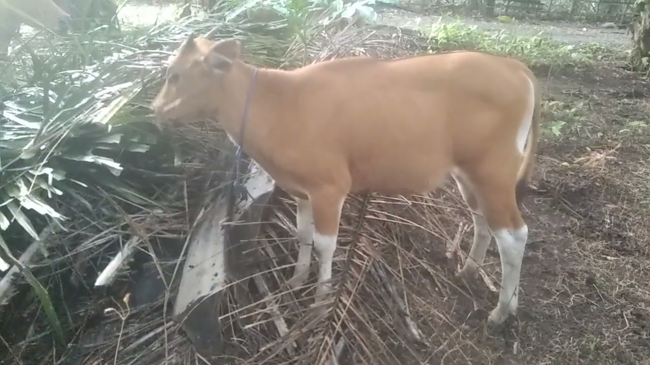 Anak Sapi Bali Jantan Umur 7 Bulan || #SistemAngon #TernakUmbaran