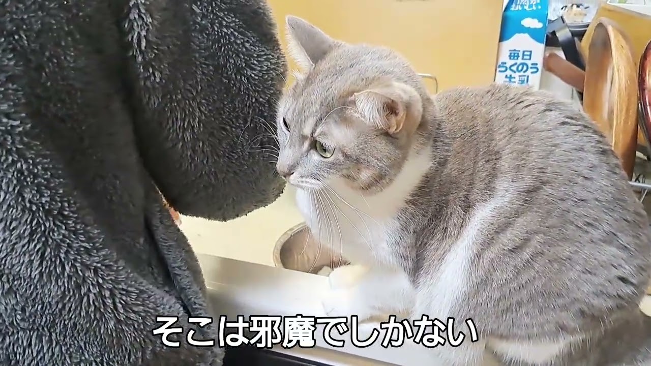 【保護猫】お母さんにベッタリなネネ
