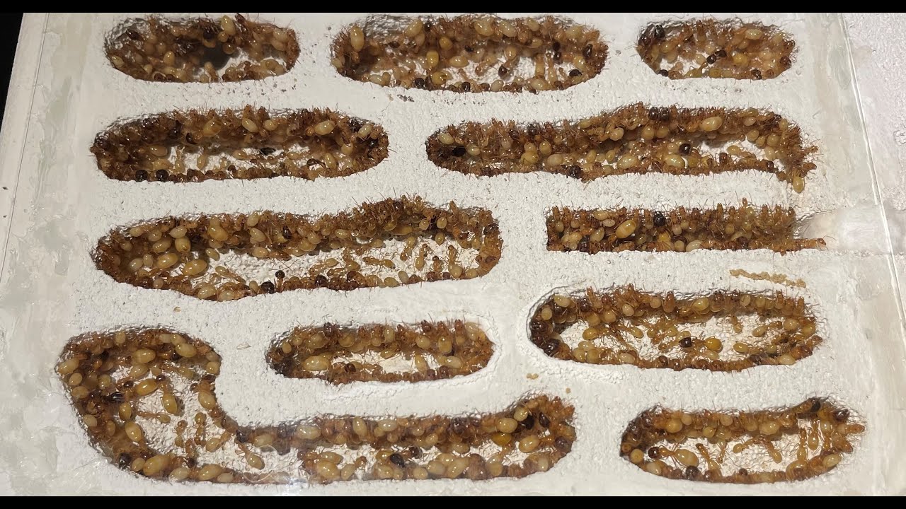 Camponotus fedtschenkoi - third nest
