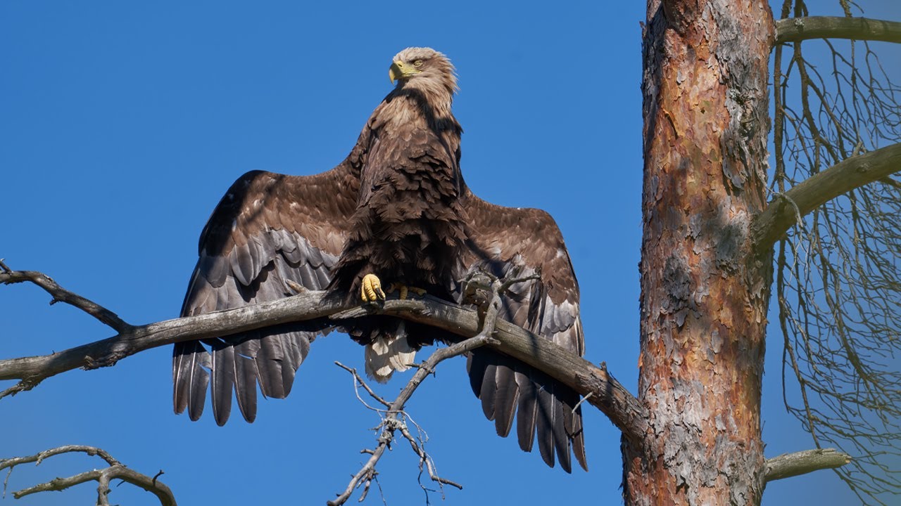 Eagles sunbathing and hanging out | 4K