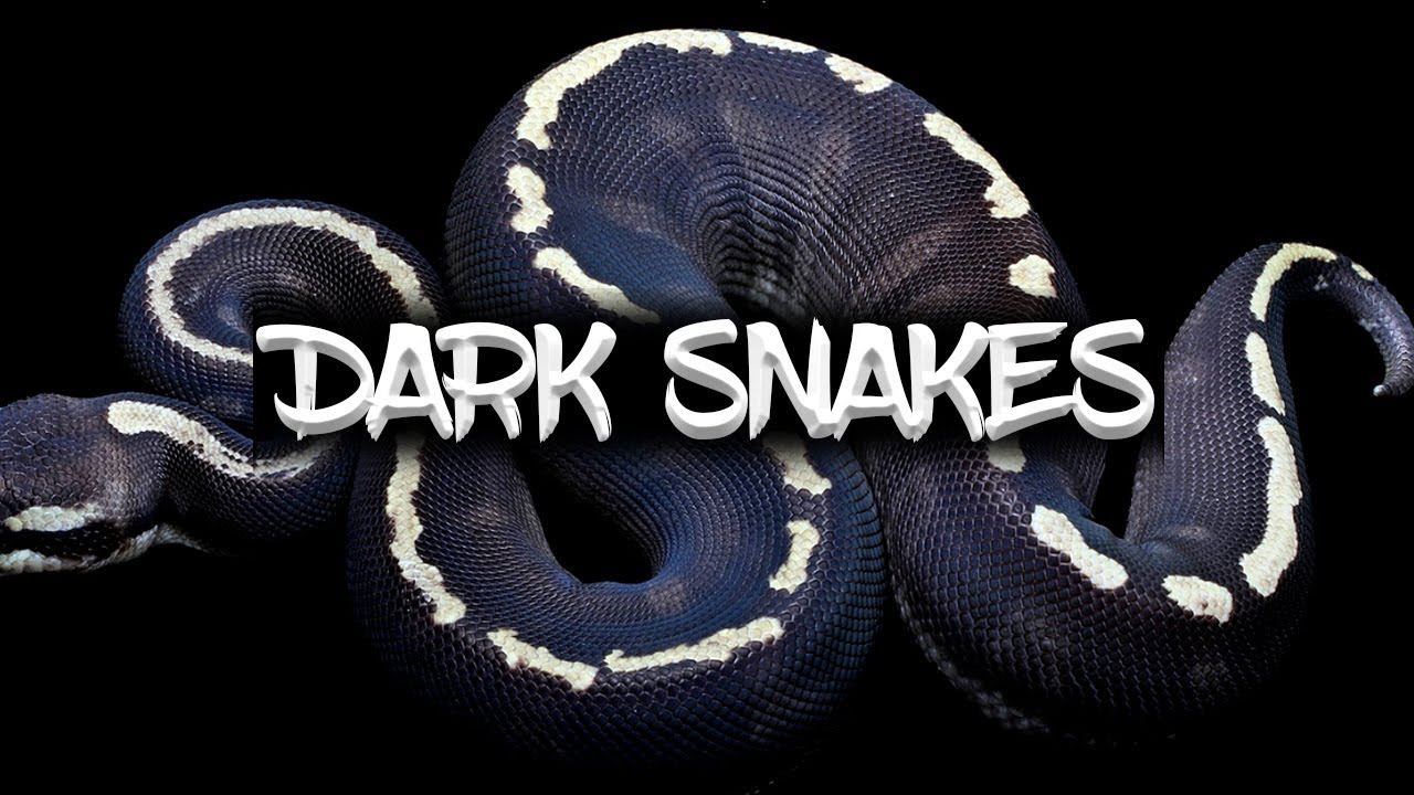 How to make Dark Ball Pythons!