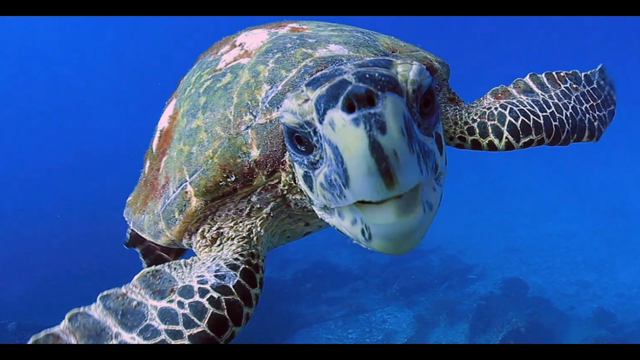 Underwater Landscape of the Seychelles - Franck Foug&egrave;re