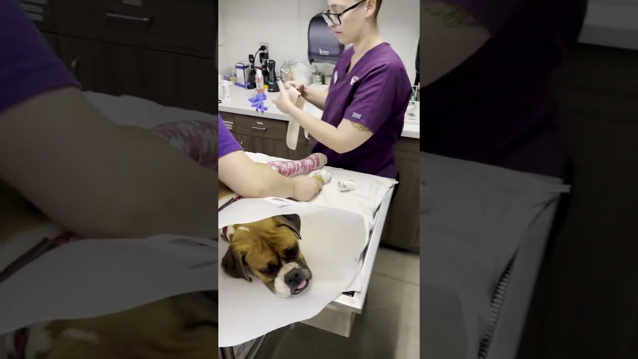 This boxer was hit by a car...