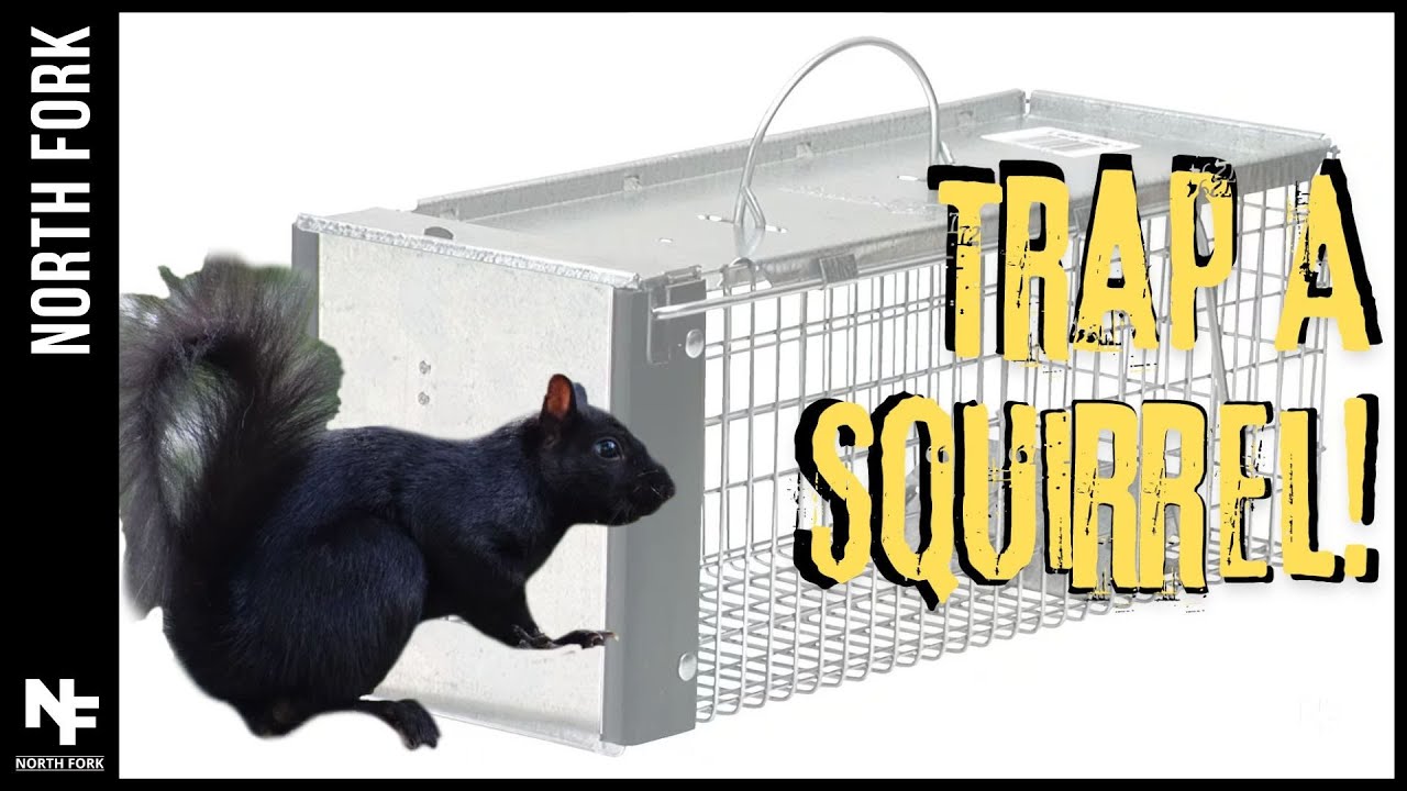 How To Catch A Squirrel With A Live Animal Trap. 100% Safe & Effective!