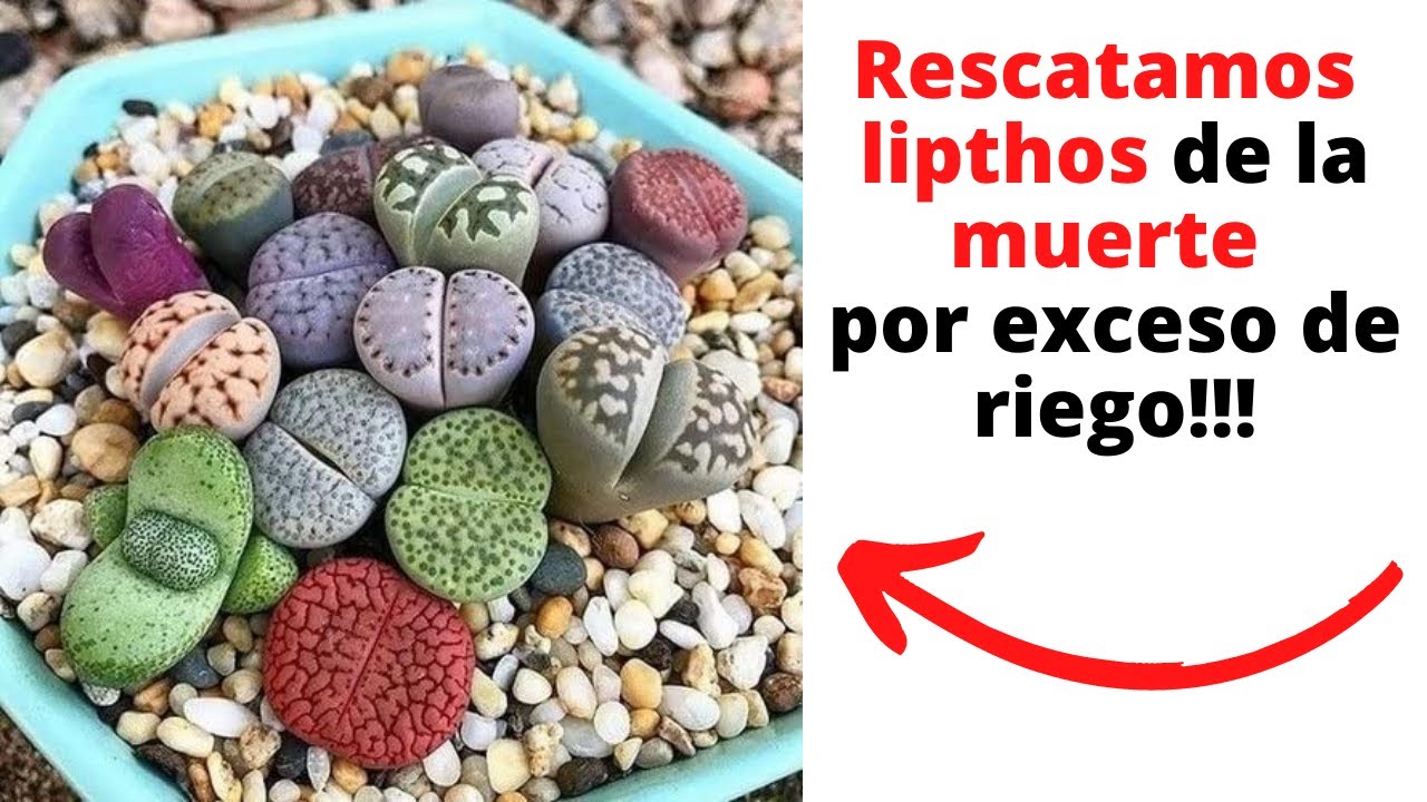 Como salvar lithops ahogados, te sorprendera!!