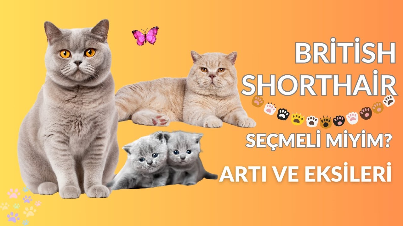 British Shorthair Se&ccedil;meli miyim? Artıları ve Eksileri