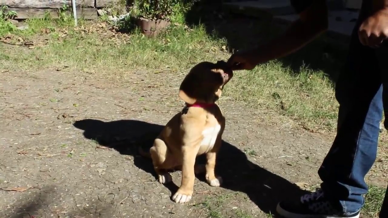 Teaching 'Sit' command to 2 month old French Mastiff (Dogue de Bordeaux) puppy