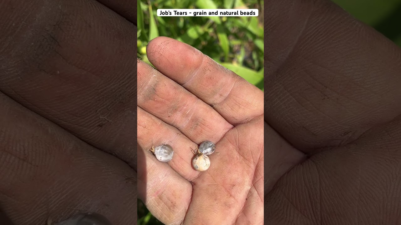 Grow Job&rsquo;s Tears for DIY Jewelry Projects and Grain