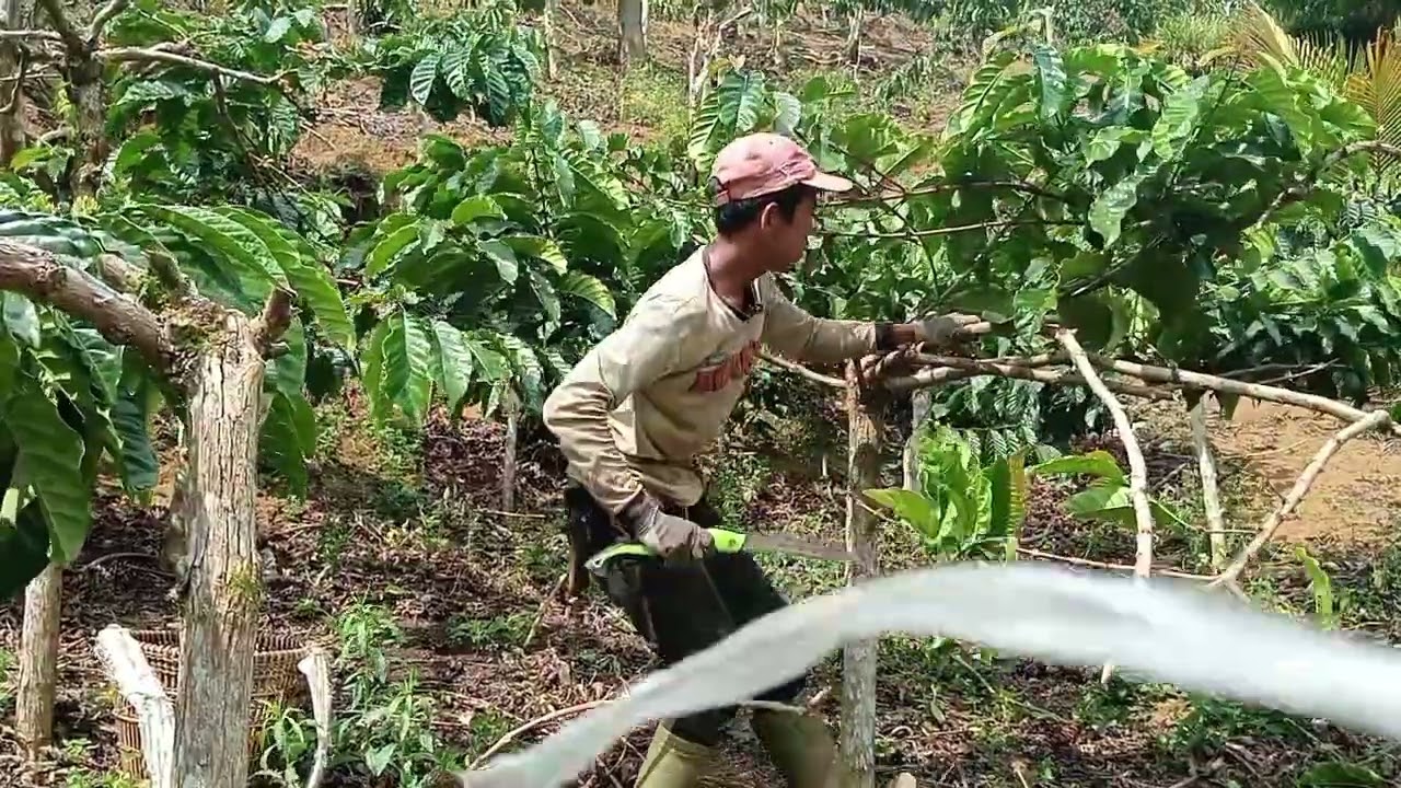 Tutorial Pemangkasan pada pohon kopi tua agar buah tetap maksimal 