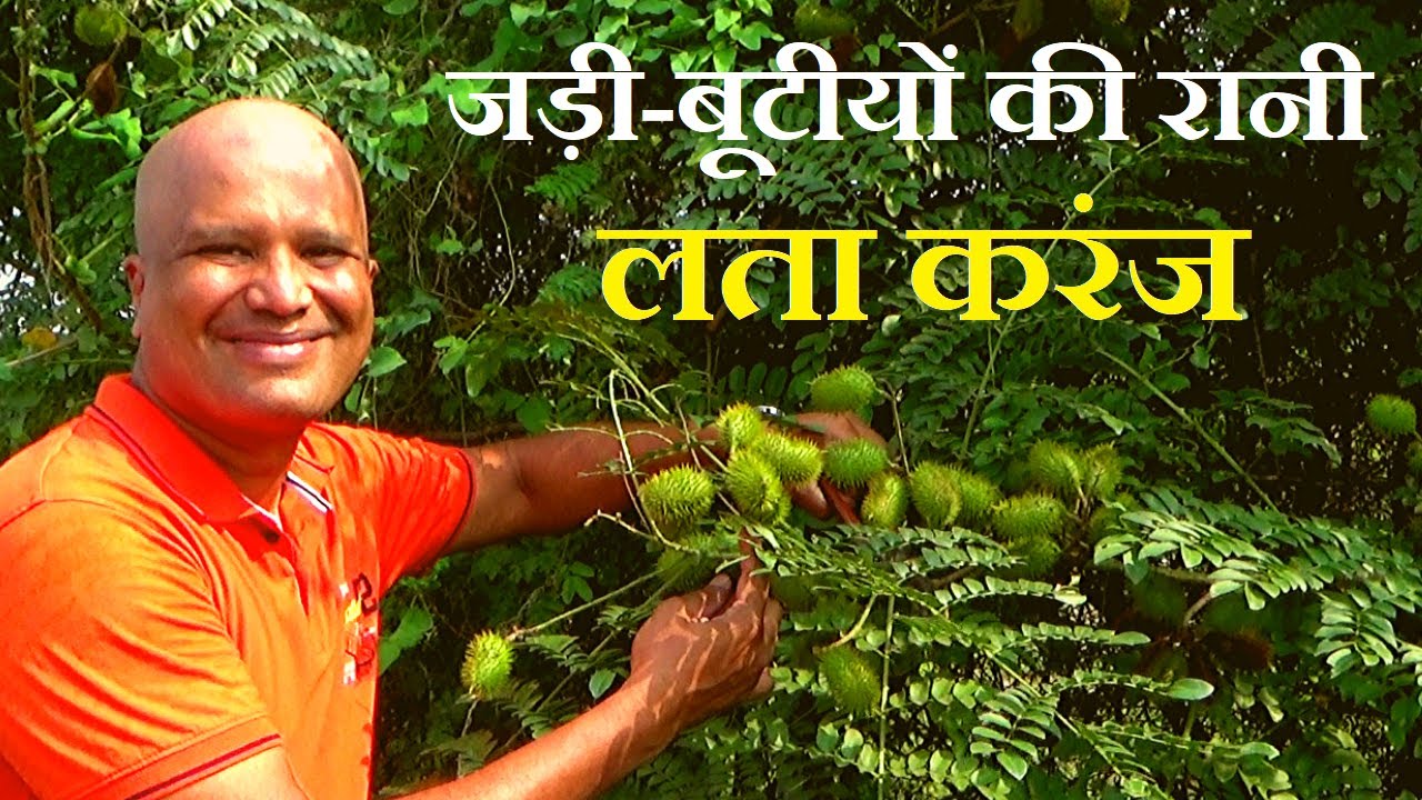 लता करंज, पहचान और फायदे │Caesalpinia bonduc, Intro & Benefits on Health Channel By Vishal Sathye