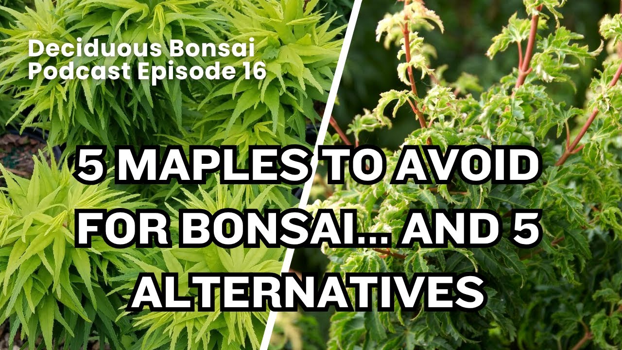 5 Maples to Avoid for Bonsai, and 5 Fantastic Alternatives - Deciduous Bonsai Podcast Episode 16