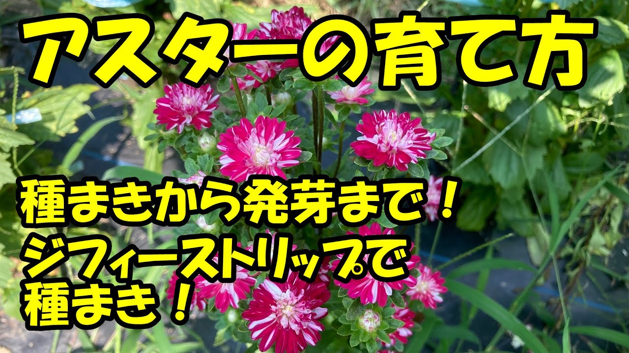 アスターの育て方　種まきから発芽まで　How to grow asters.　Germination.