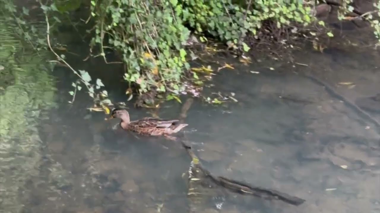 Ducks and Cows.