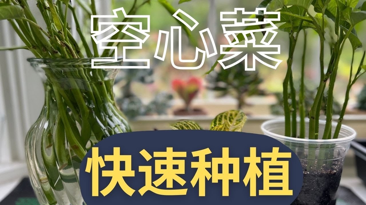 【空心菜】快速繁殖｜四种方法，又快又好，整个夏季吃不完