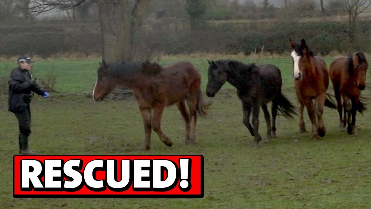 You Won’t Believe How These Horses Look Now After Their Rescue