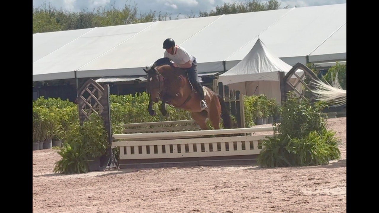 Beatitude, Hunter for sale, Show school