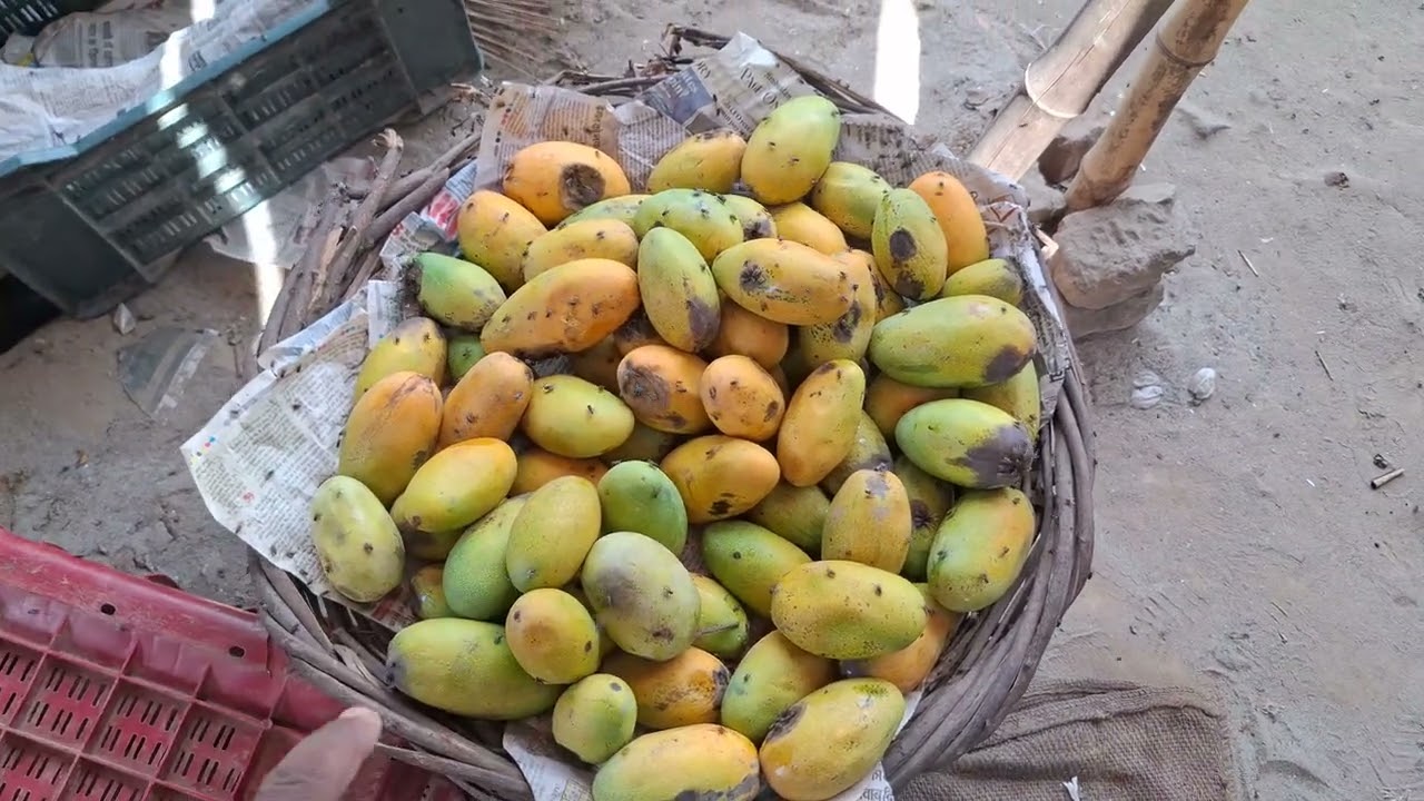 Dosto aam collection aaj jao aap bko khalo