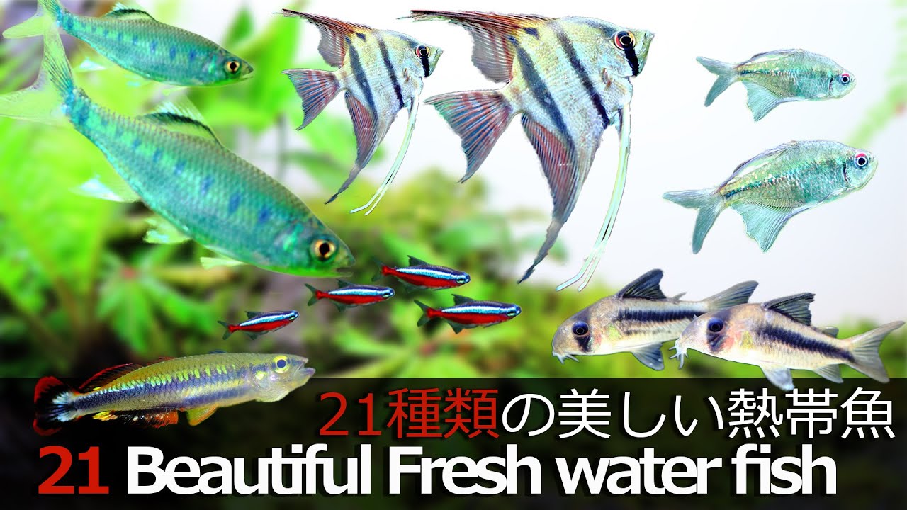 プロが選んだ21種類の美しい熱帯魚