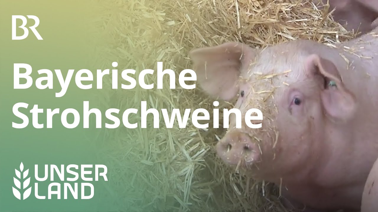 Bayerische Strohschweine | Unser Land | BR Fernsehen