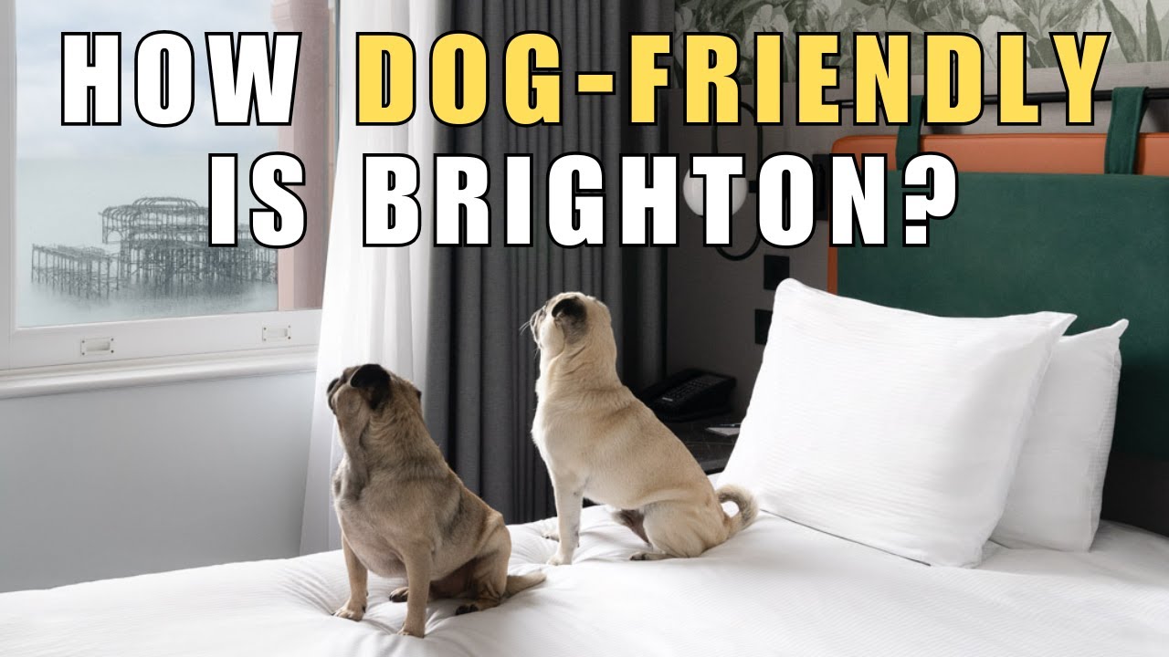 How dog-friendly is Brighton? Come along with us to find out... 🐾