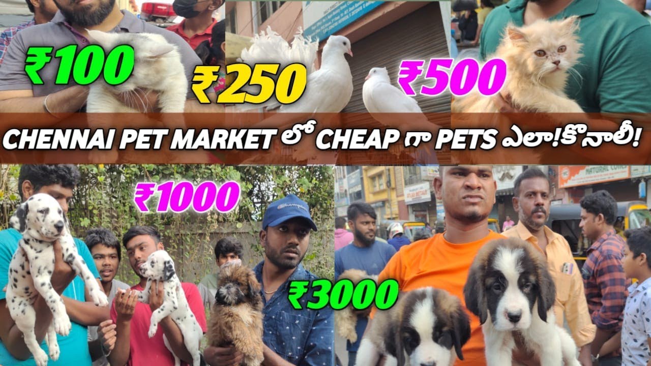 🐱Chennai Pet Market లో pets నీ తక్కువ ధర కీ ఎలా కొనాలీ|Chennai pet market details| #chennaipetmarket