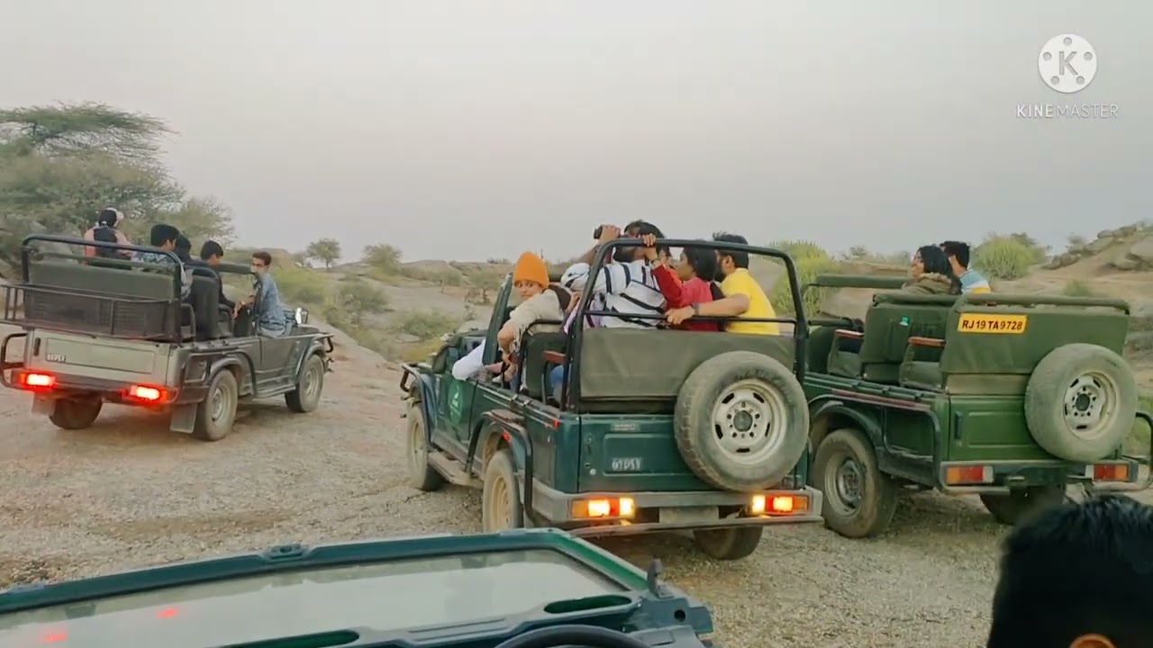 JAWAI jungle safari #jawaisafari #safari #leopard #leopardsafari