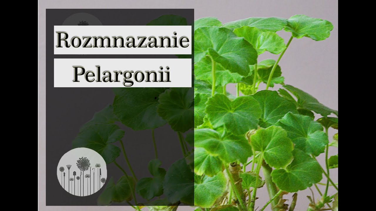 Wybudzanie pelargonii po zimie! Jak i kiedy rozmnożyć pelargonię?