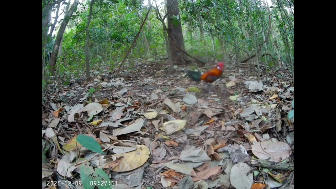 Bẫy gà rừng rặc quá đẹp.