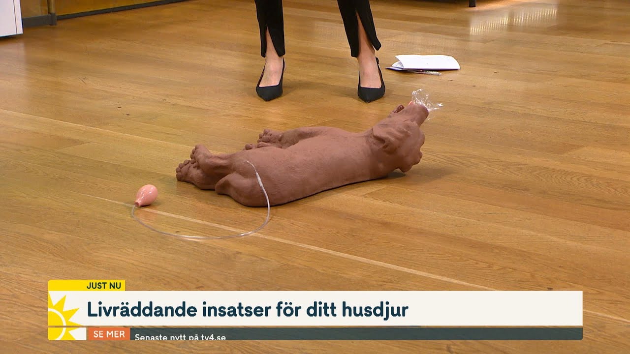 Första hjälpen för ditt djur – Så gör du HLR på hund och katt | Nyhetsmorgon | TV4 & TV4 Play