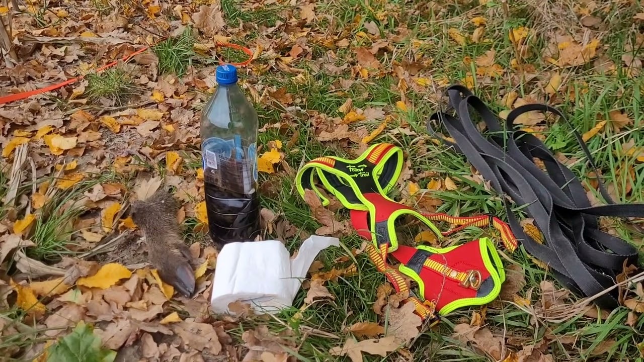 Odc.30. Ścieżka tropowa, tropienie dzika,  rozpoczynamy naukę