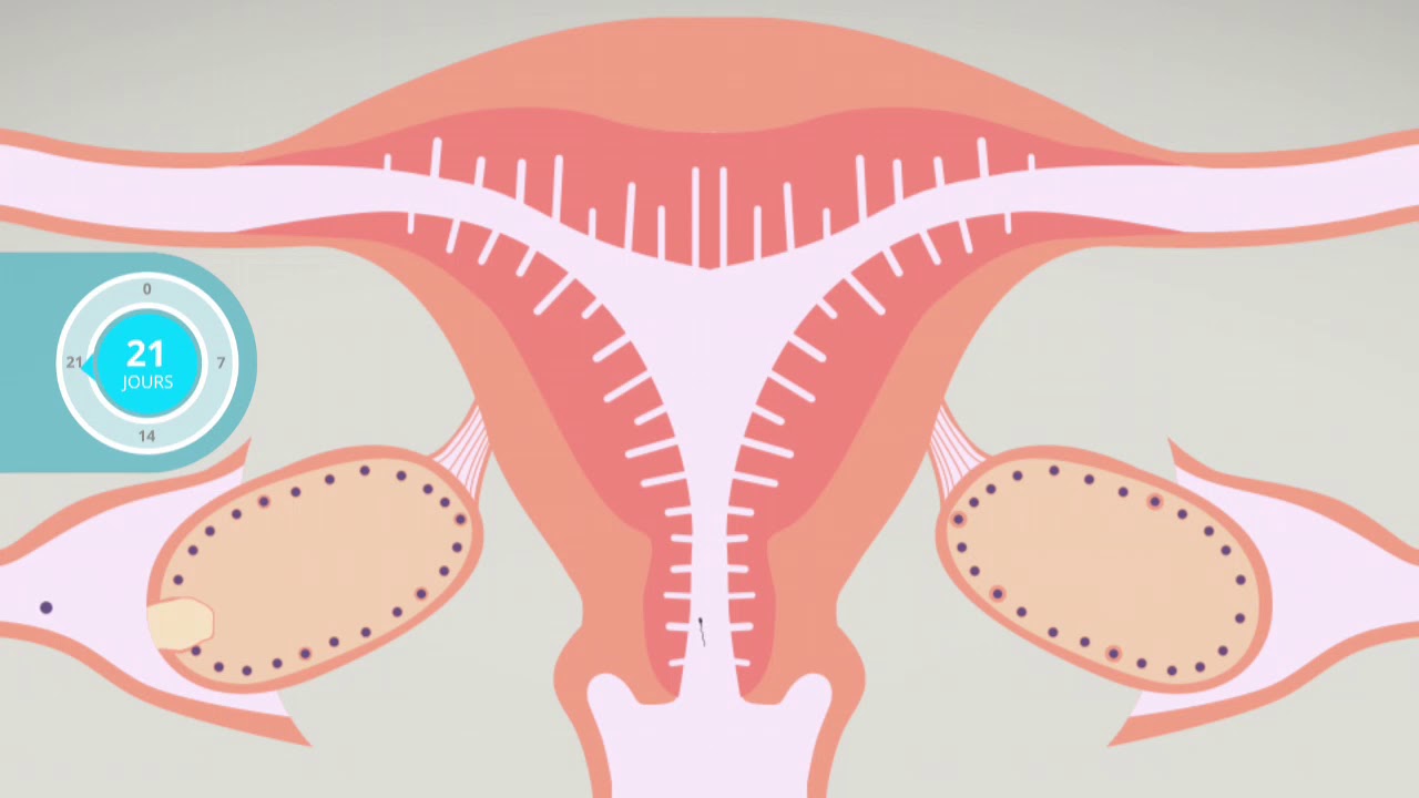 Ovulation, fécondation… Mieux comprendre son cycle menstruel