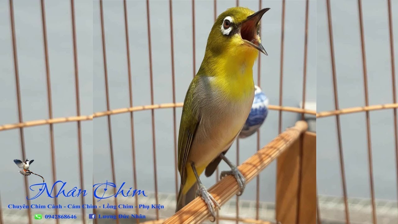 Khuy&ecirc;n l&iacute;u k&iacute;ch bổi | SI&Ecirc;U HAY K&iacute;ch lửa v&agrave;nh khuy&ecirc;n l&iacute;u đấu | V&agrave;nh khuy&ecirc;n l&iacute;u đấu. khuy&ecirc;n l&iacute;u