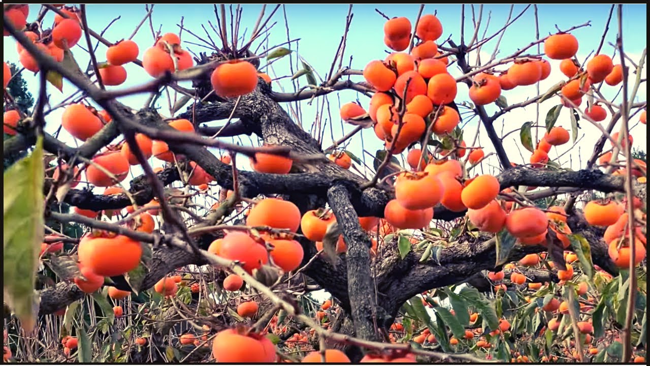 AWESOME Persimmons Cultivation And Harvest | Dry Traditional Persimmon Making Process