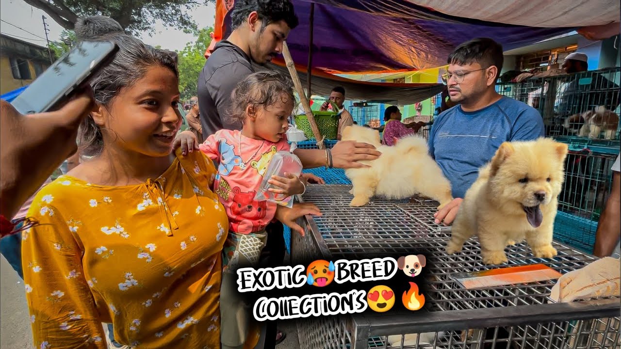 Galiff Street Pet Market Kolkata | dog market in kolkata | dog market in kolkata price | dogs