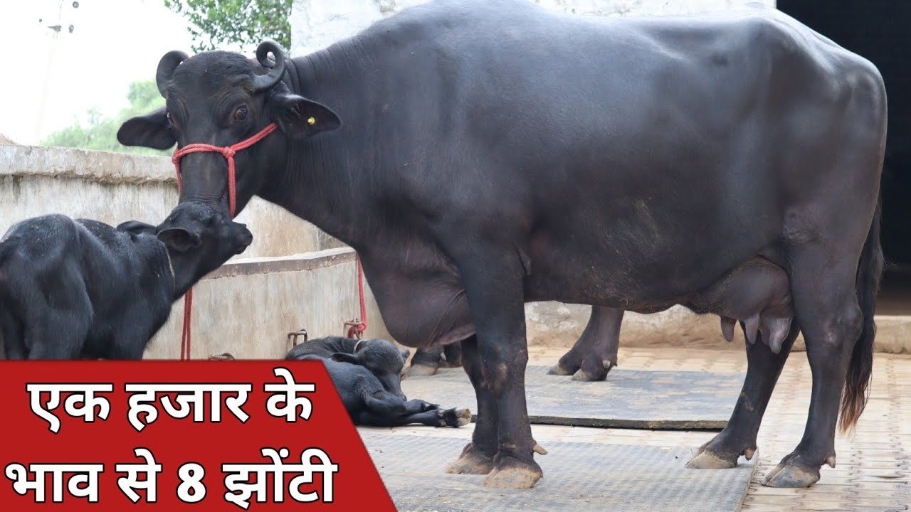 एक हजार के भाव से आठ झोटिया || बिक्री के लिए उपलब्ध || Khatu Shyam Dairy Farm (9729599521)
