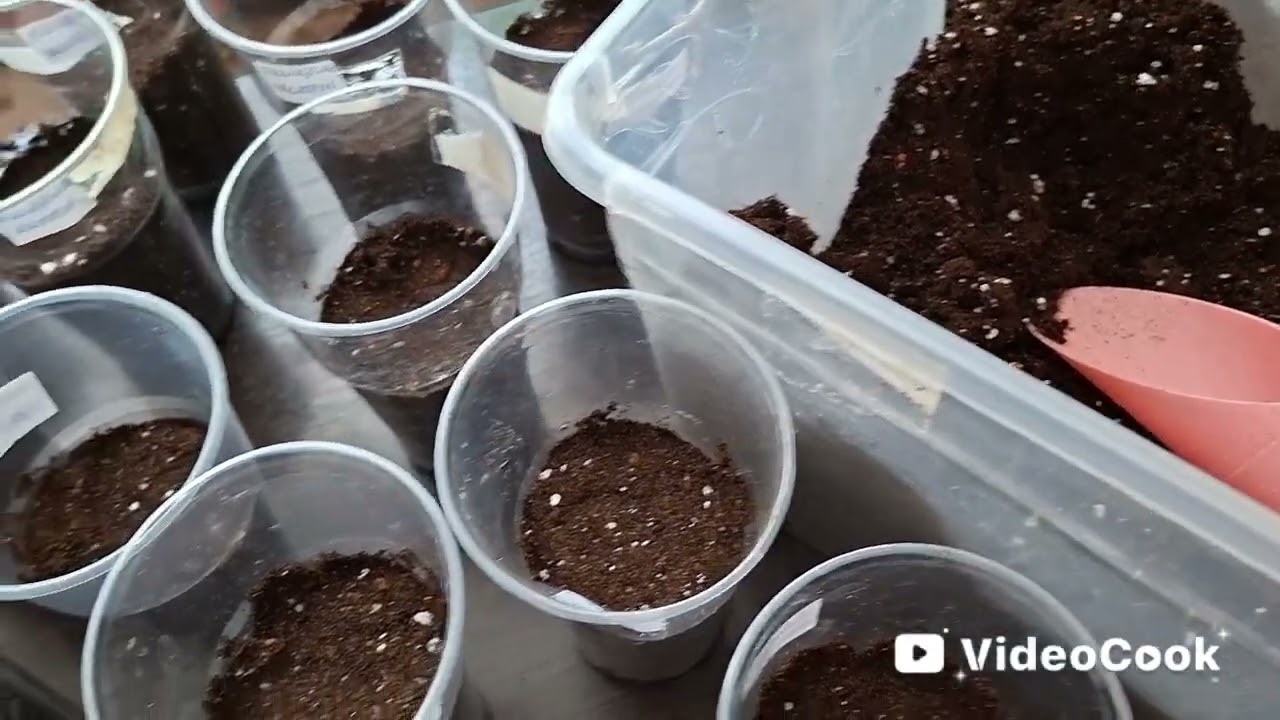 🌶 ПЕРЕЦ. Высаживаю проросшие  семена.