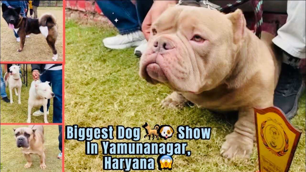 Biggest Dog 🐕🐶 Show In Yamunanagar, Haryana 😱 #1