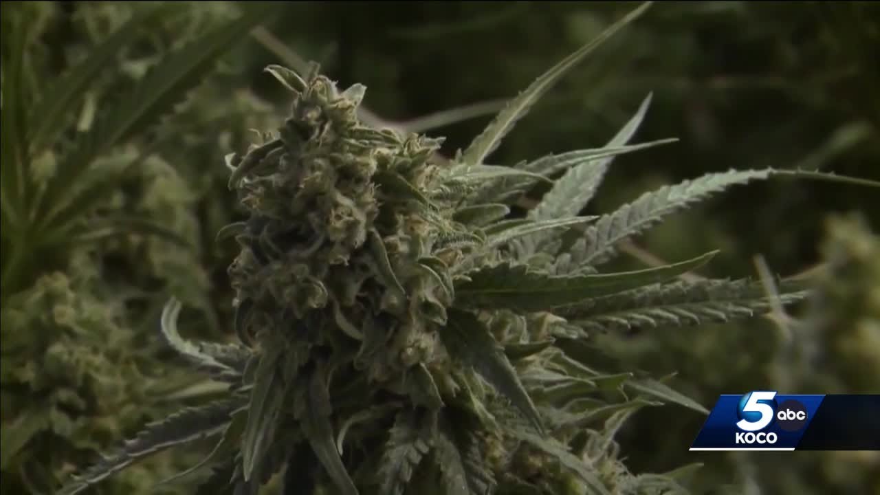 Oklahoma to crack down on marijuana industry