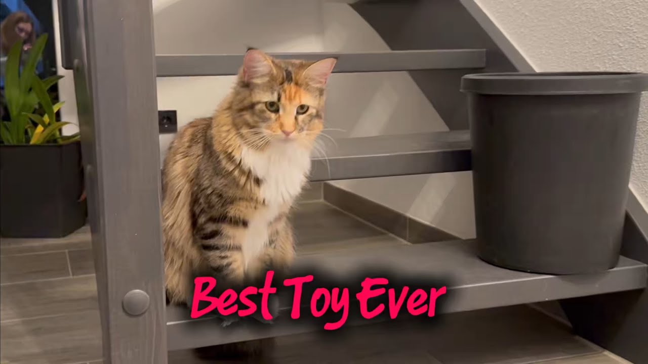 Expensive toys? No thanks…