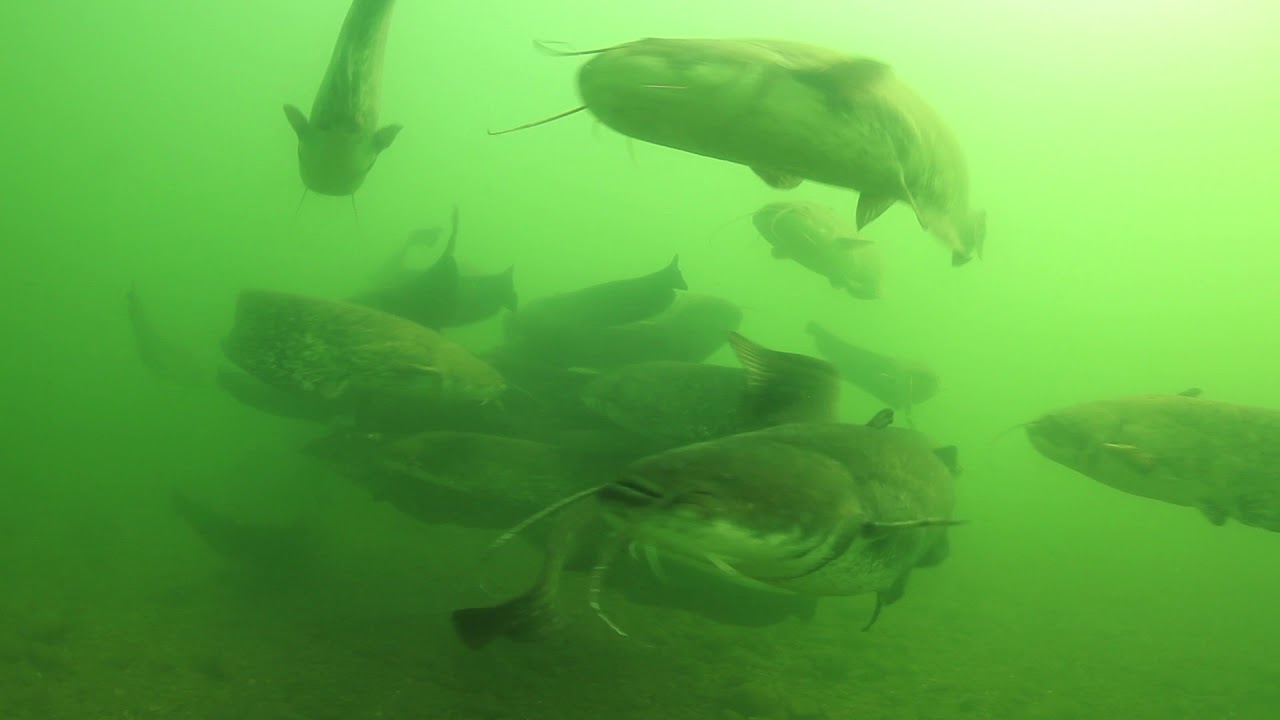 Group of wels catfish (Silurus glanis) gathered in the River Rhone, France