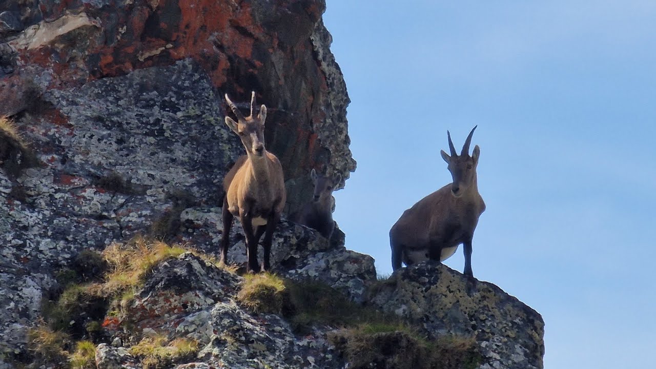 Hike in Switzerland, Sentier des Chamois