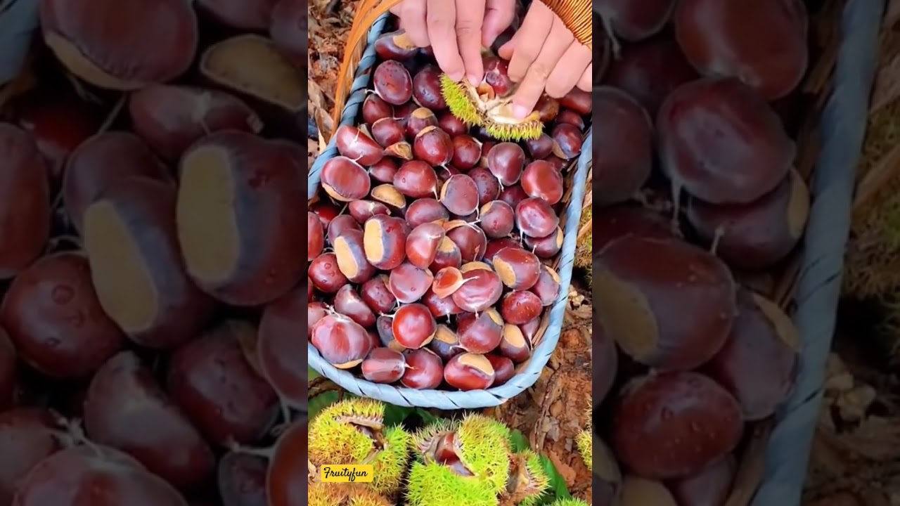 Discovering Unique Fruits in China: Exotic Flavors You've Never Tried!