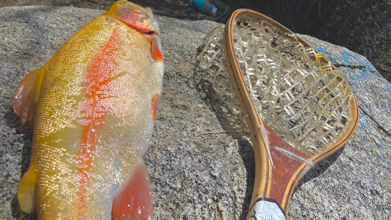 Caught My BIGGEST TROUT!!! (LIGHTNING, Lake Hemet)