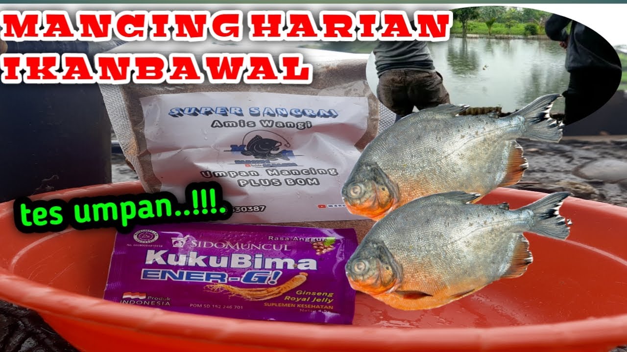 Cuaca kurang mendukung gas mancing Bawal kolam harian..‼️.