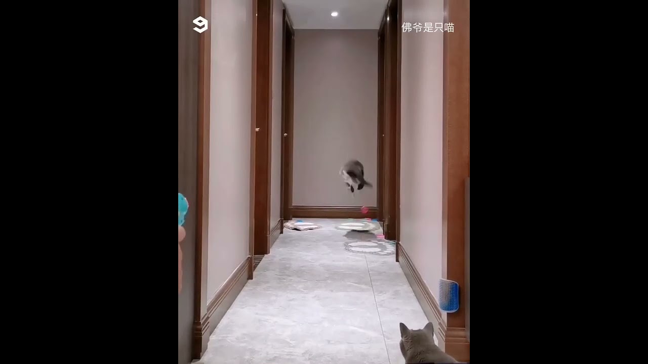 Cat ultra instinct