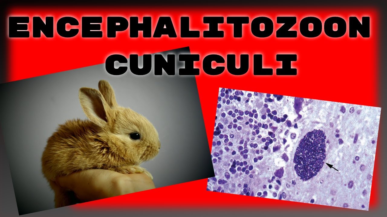 Encephalitozoon cuniculi у кроликов. Что нужно знать о E.cuniculi